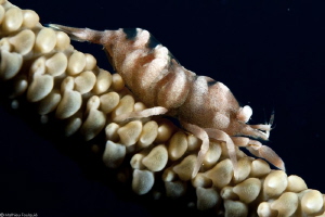 whip coral shrimp by Mathieu Foulquié 
